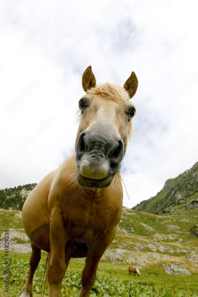 Naklejka premium Portrait de cheval