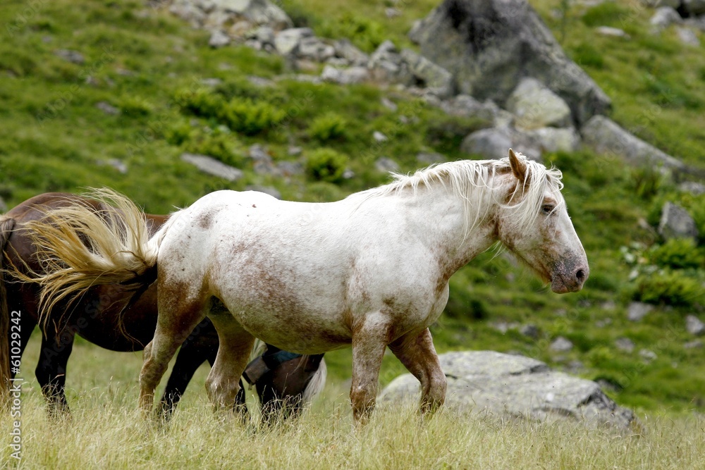 Obraz premium Cheval blanc