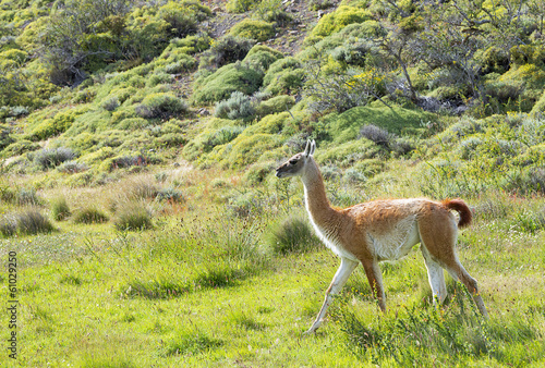 Wallpaper Mural Beautiful wild guanaco Torontodigital.ca