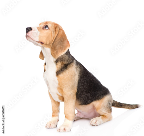 Beagle puppy dog looking away and up. isolated on white 