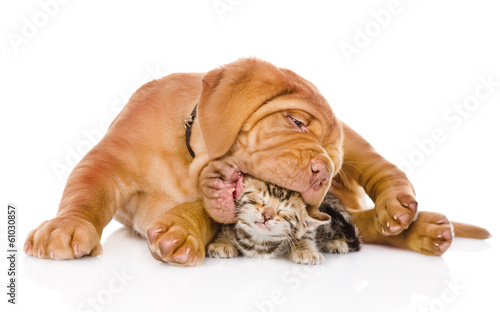 Bordeaux puppy dog biting bengal kitten. isolated on white 