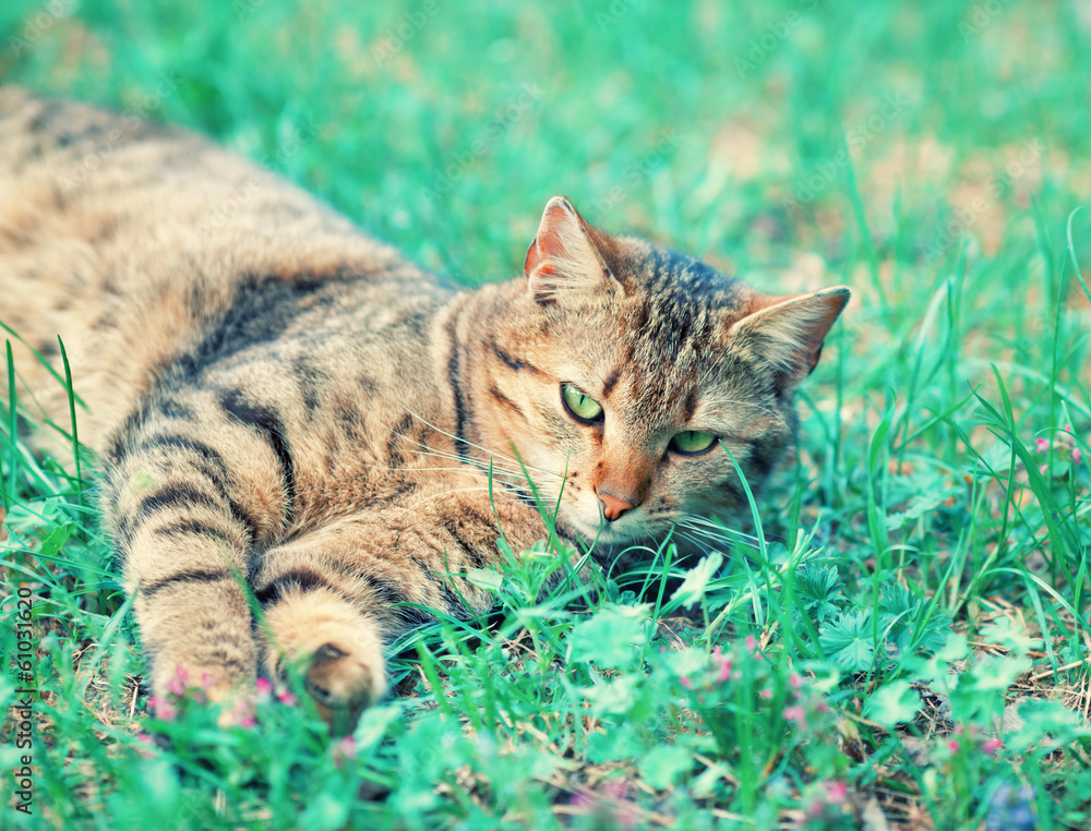 Naklejka premium Cat lying in a grass