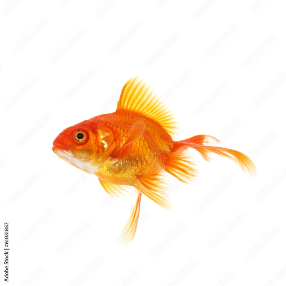Fototapeta premium 金魚