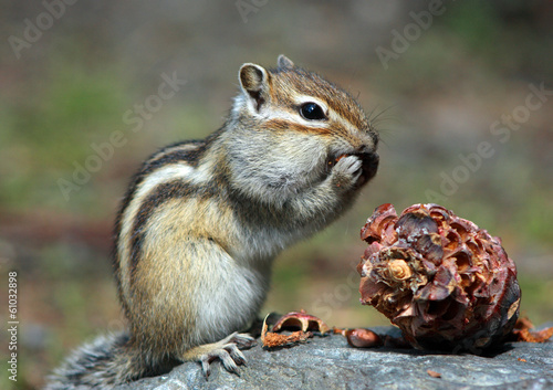 chipmunk
