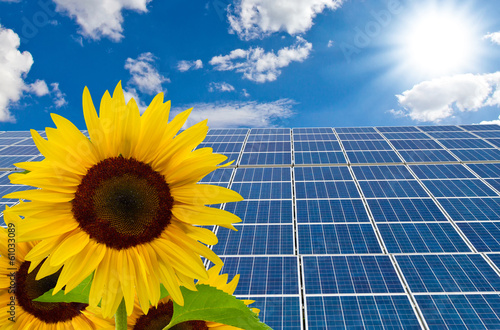 New solar cells and sunflowers