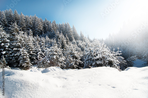 Winter pine trees landscape