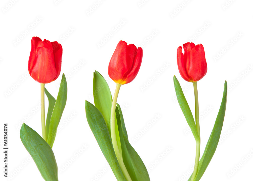 Tulips isolated on white background Tulips isolated on white background