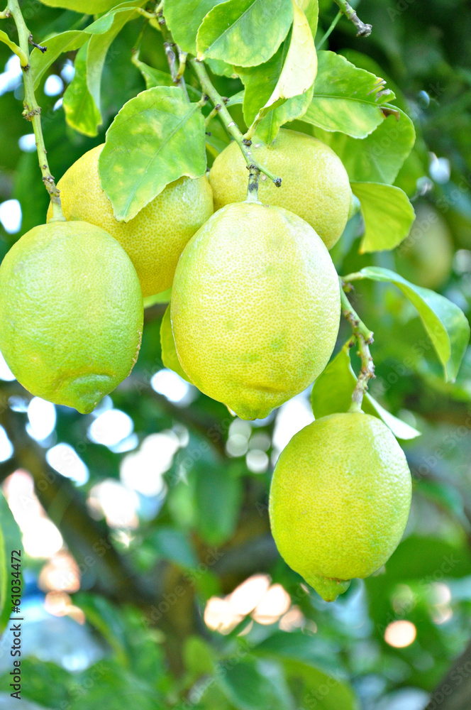 Lemons on the tree