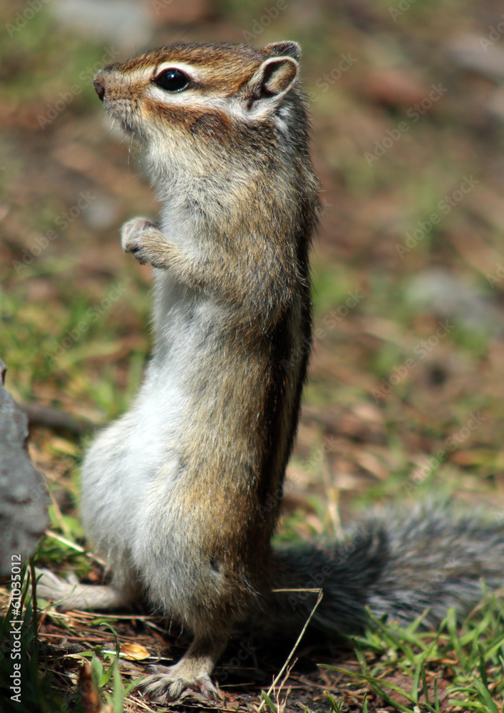 chipmunk chipmunk