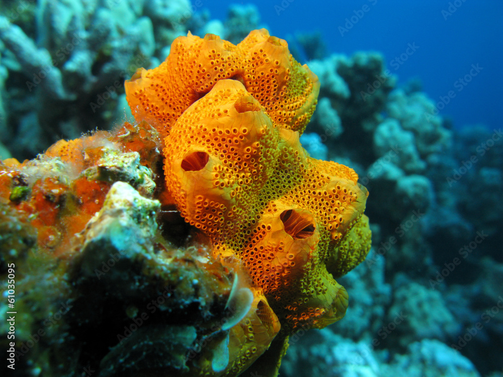 coral reef with great orange sponge on the bottom of sea