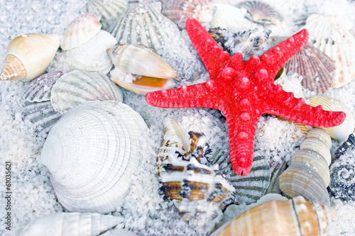 Red starfish, sea slugs and sea shells