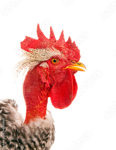 Naked Neck rooster. isolated. close-up photo