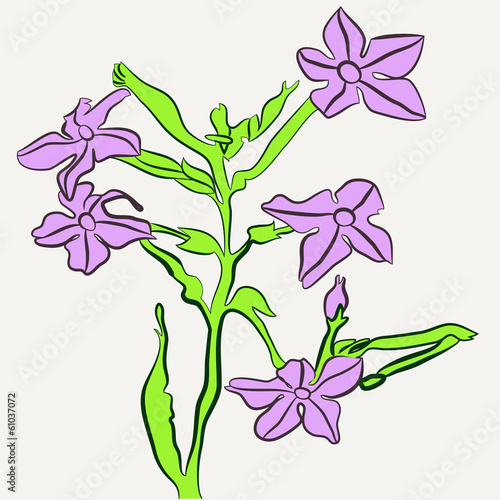 Fragrant flowering tobacco