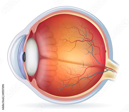 Detailed human eye anatomical illustration