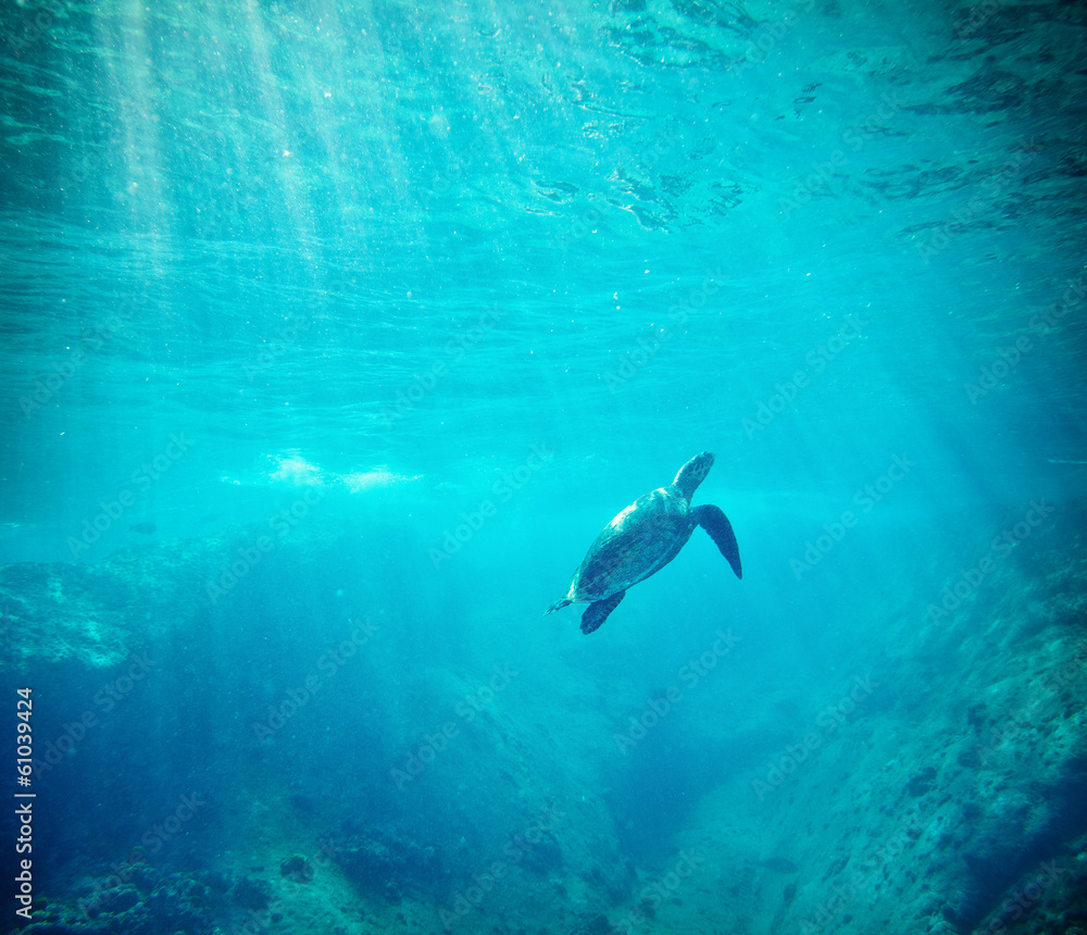 Fototapeta premium Green Sea Turtle (Chelonia mydas)
