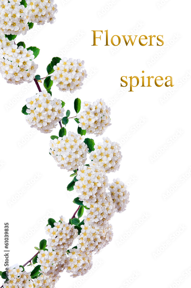 Flowers spirea. Isolated Flowers spirea. Isolated