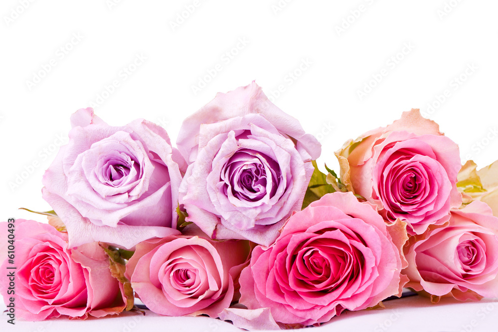 Pink roses on a white background Pink roses on a white background