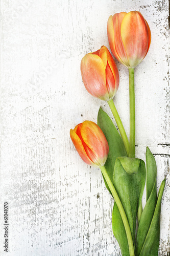 Canvas Print Orange Tulips