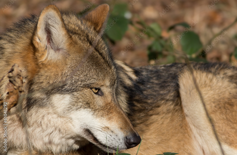 portrait timber wolf