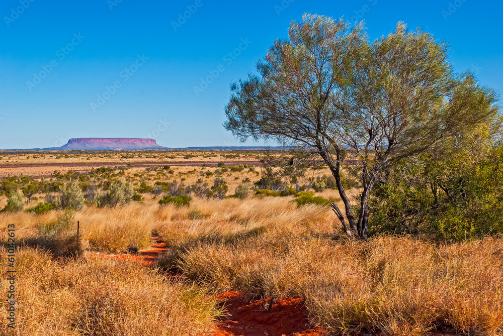 Australian bush (outback) - obrazy, fototapety, plakaty 