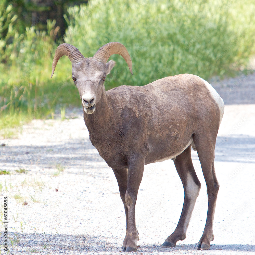 Big Horn Sheep on the Road