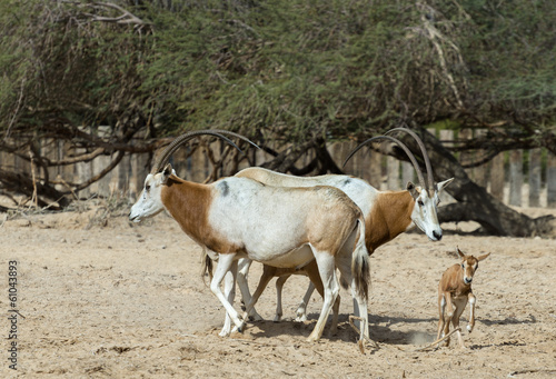 Sahara Oryx in National reserve park, 30 km north of Eilat © sergei_fish13