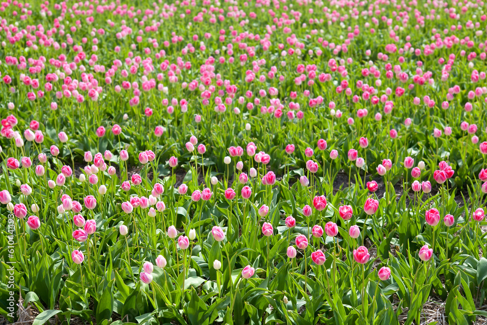 pink tulips field in sunny day