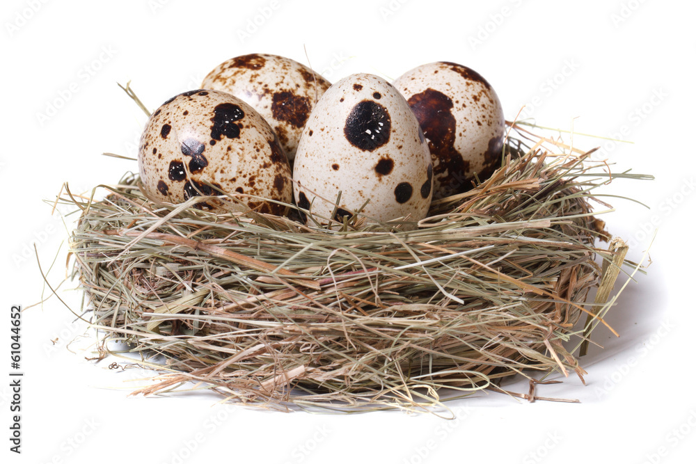 Quail eggs in a nest of hay isolated on a white background Quail eggs in a nest of hay isolated on a white background