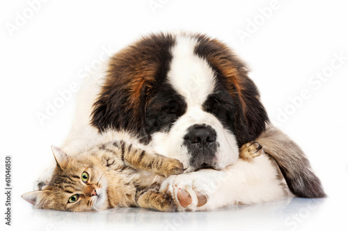 Saint bernard puppy sleeping with tabby cat