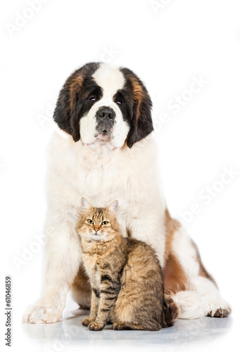 Saint bernard dog with tabby cat