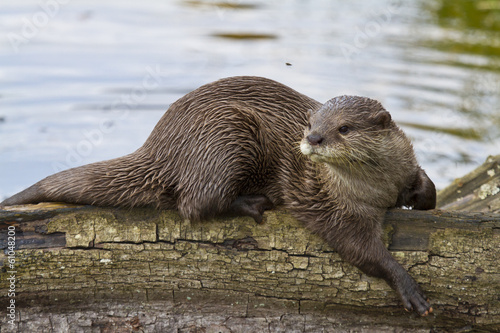 Canvas Print Otter Relaxing In The Sun