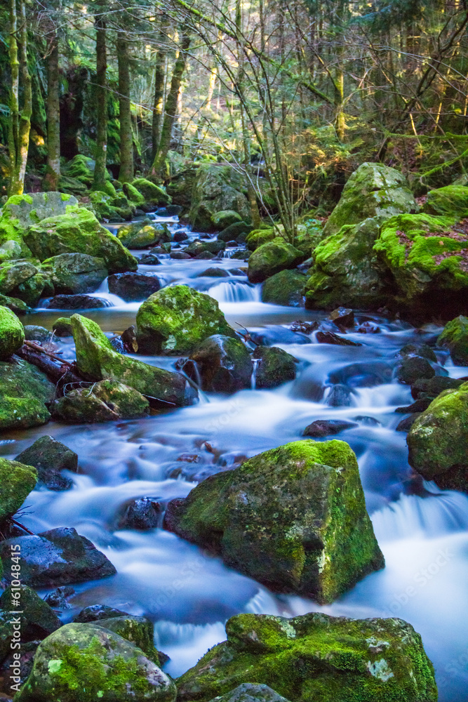 Rivière zen sous la forêt Photos Adobe Stock