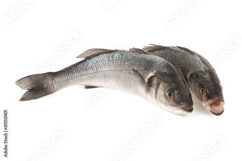 Sea bass