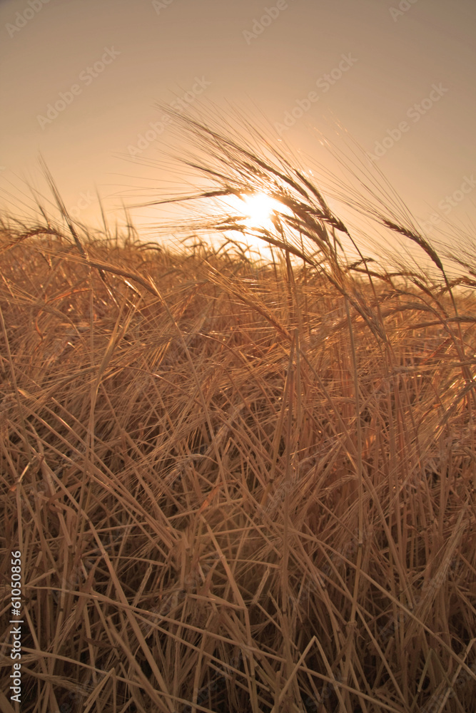 Fototapeta premium Wheat