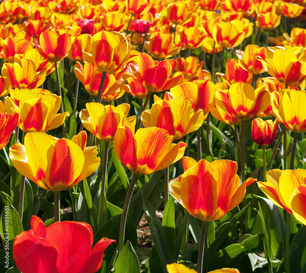 tulips growing in garden