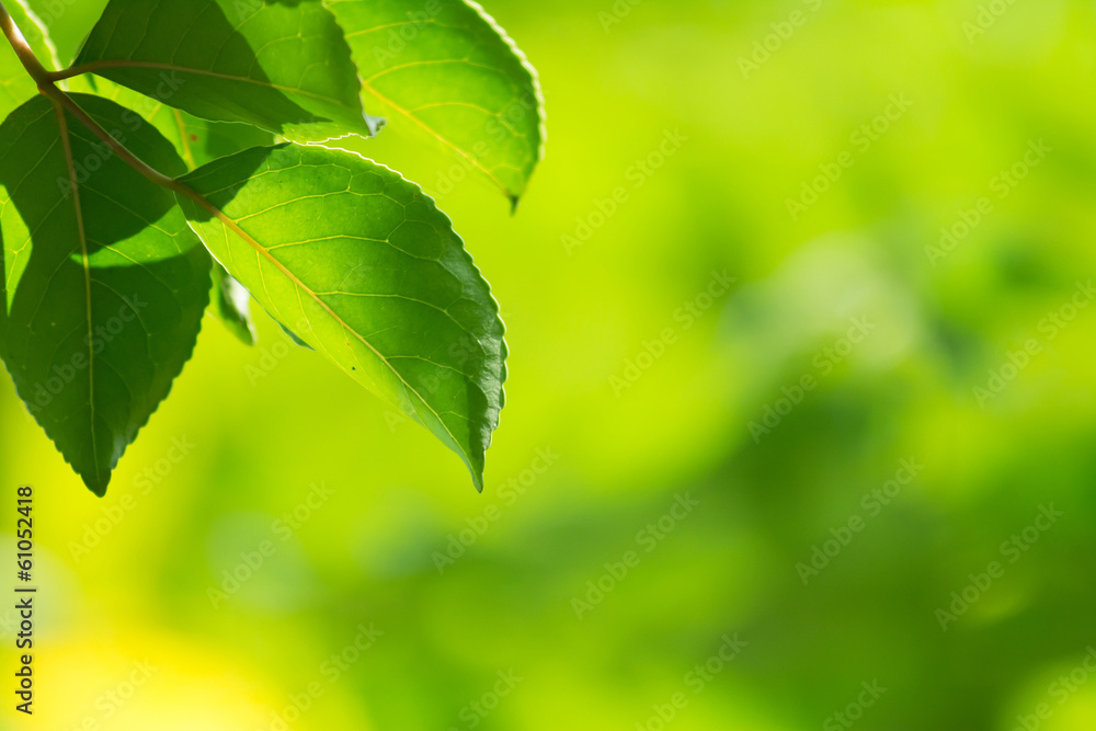 Green leaves Green leaves
