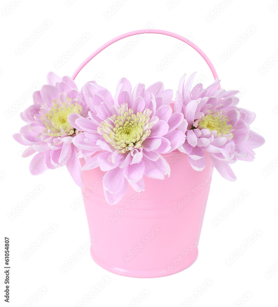 Beautiful chrysanthemum flowers in bucket isolated on white