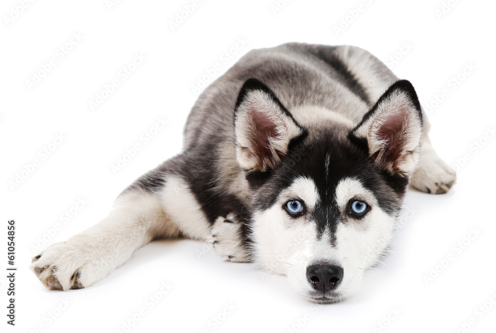 Beautiful cute husky puppy, isolated on white Beautiful cute husky puppy, isolated on white
