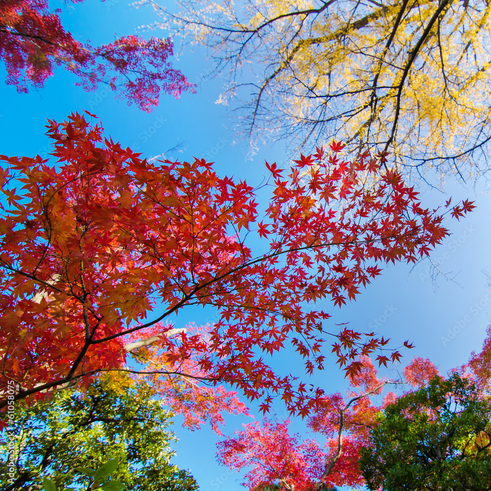Colorful maple leaf background in autumn Colorful maple leaf background in autumn