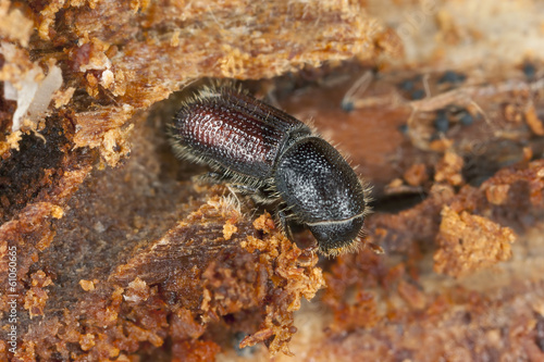 Bark beetle on wood  extreme close-up