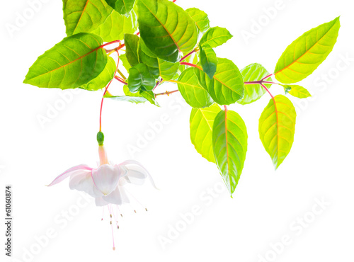 Fototapeta Naklejka Na Ścianę i Meble -  branch white tenderness fuchsia  on white  background