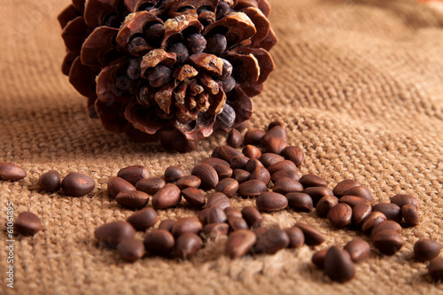 Siberian pine nuts