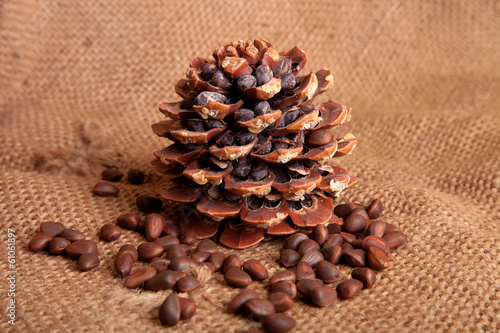 Siberian pine nuts photo