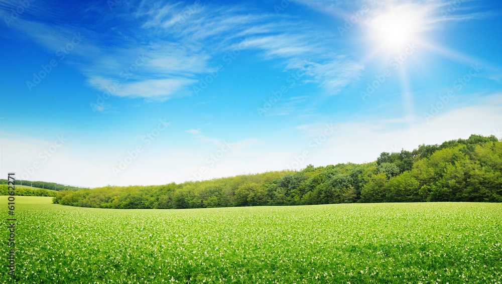 Fototapeta premium sunrise over a green field