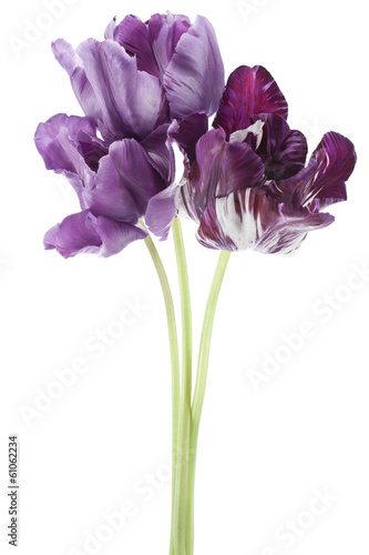 Fototapeta Naklejka Na Ścianę i Meble -  tulip