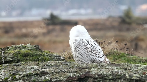 Snowy Owl 