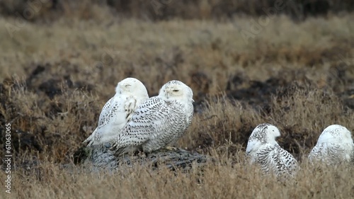 Snowy Owl 