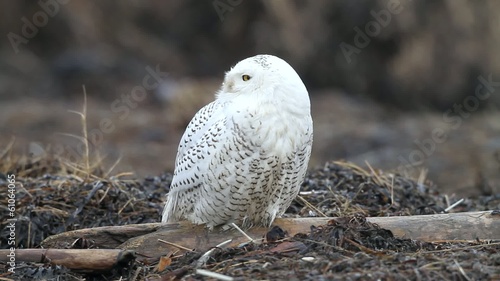 Snowy Owl 