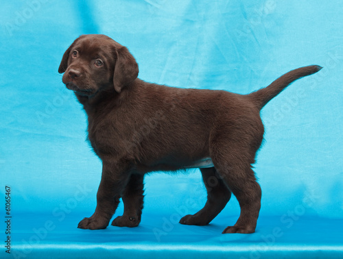 chocolate labrador retriever puppy