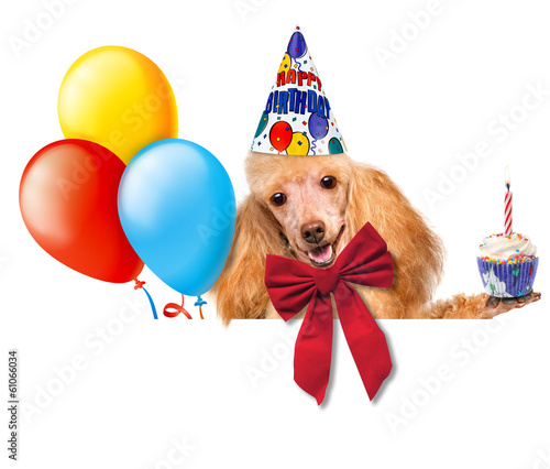 Birthday dog with balloons and a cupcake.